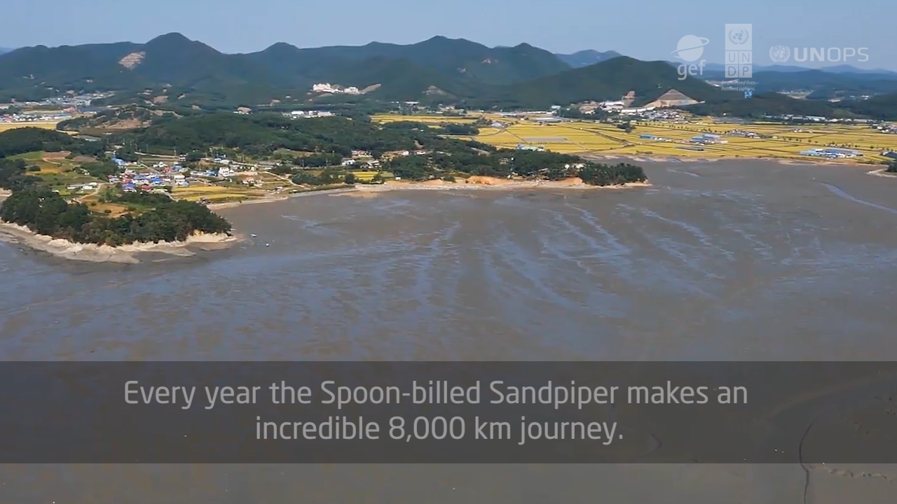 YSLME Spoon-billed sandpiper info vid ENGLISH VERSION (FINAL)